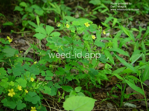 woodsorrel, yellow